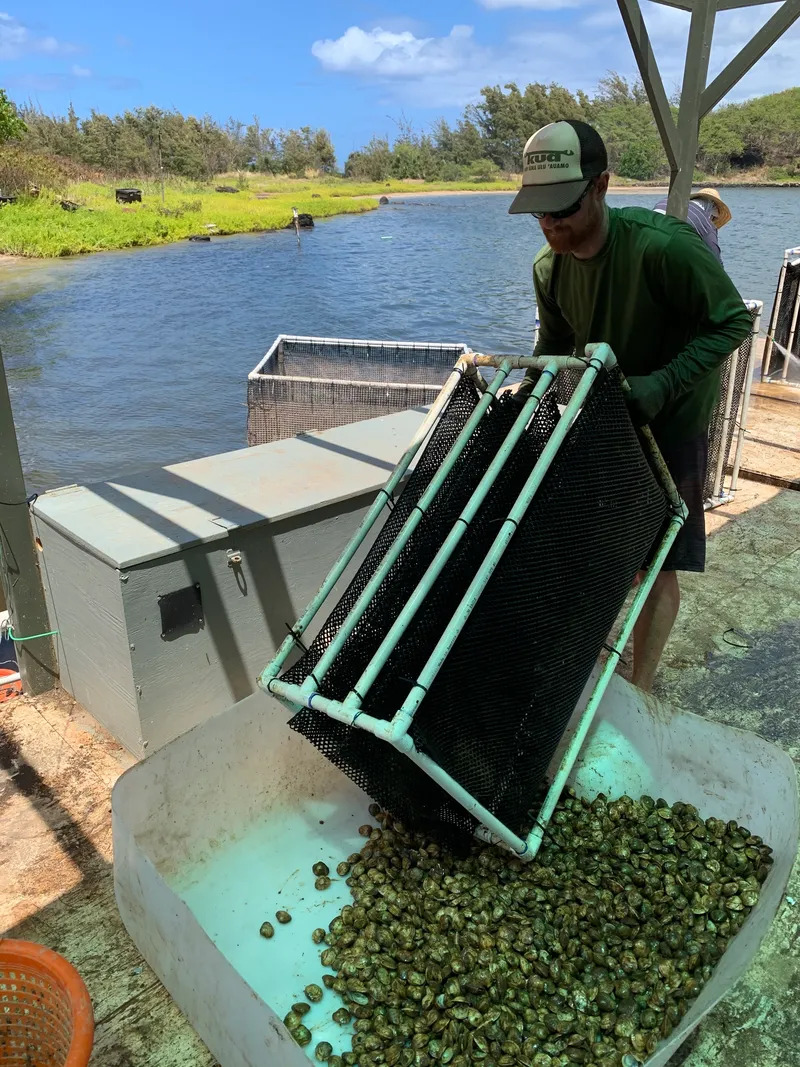 Aquaculture operations at Kauai Sea Farm